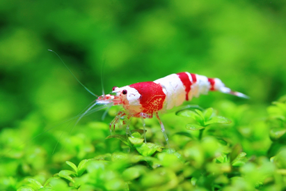 les-crevettes-d-eau-douce-besoins-aquarium-nourriture-reproduction-guide-complet